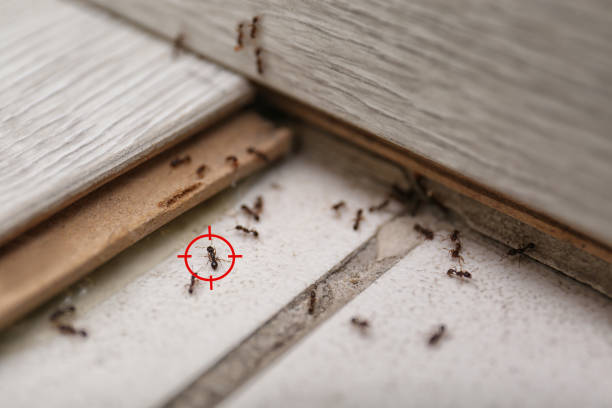 Trusted St Martins, MO Pest Control Experts