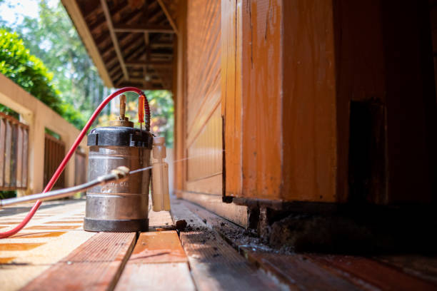 Best Wasp Removal Services  in St Martins, MO